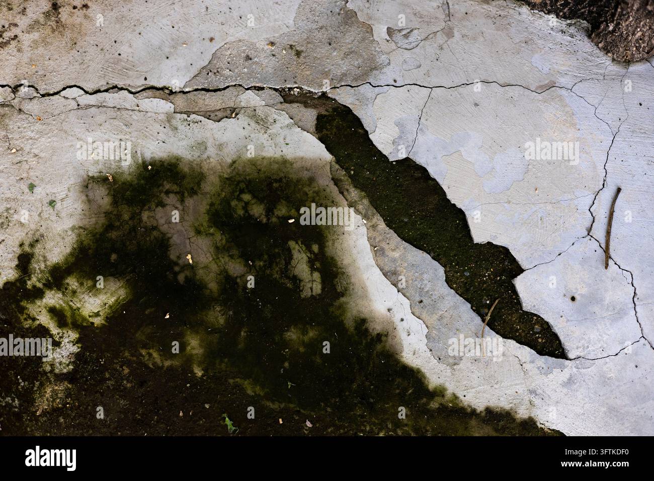 Cracked concrete floor surface with vibrant green moss and weathered ...