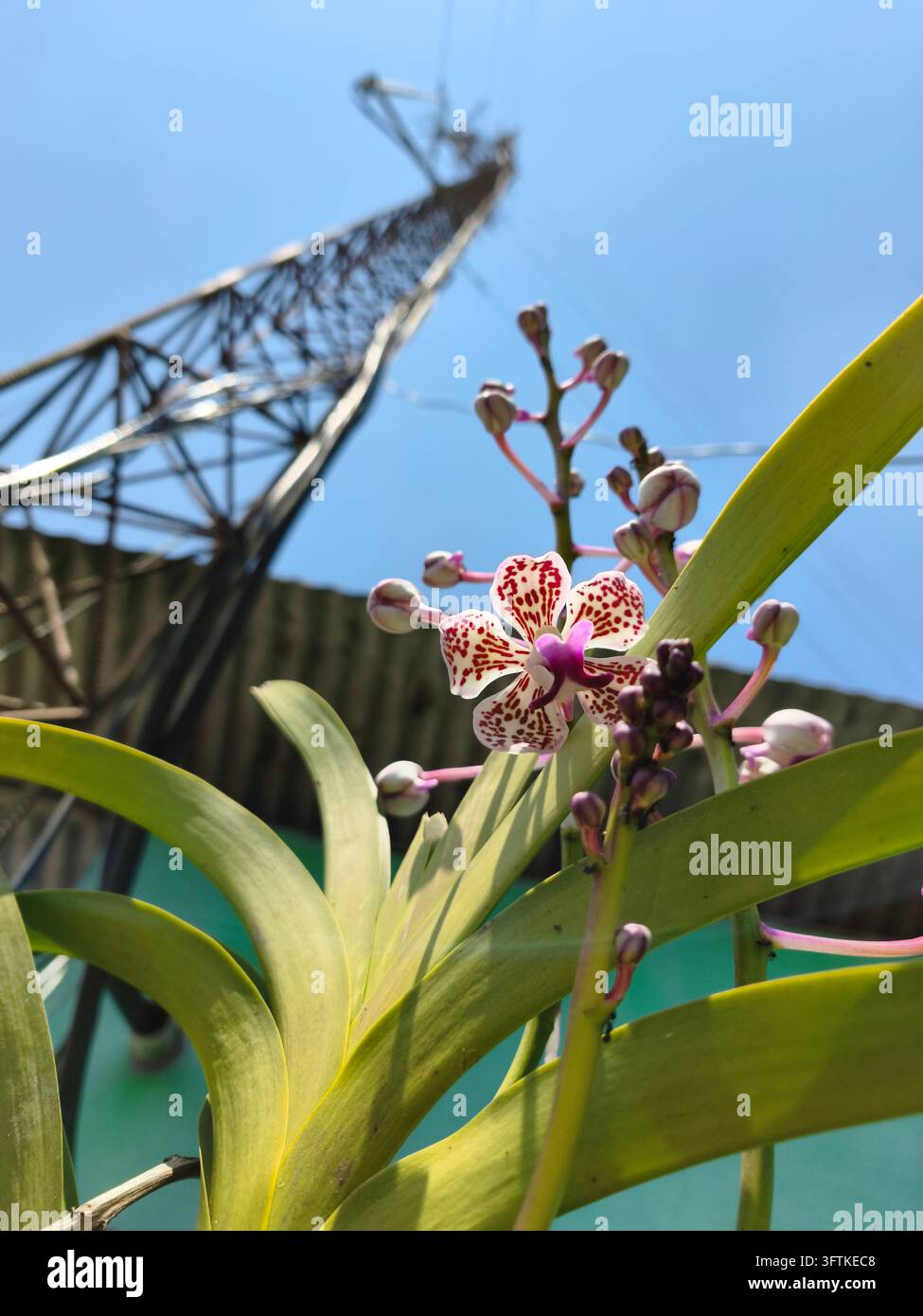 Using A Pink Flower Close-up of a blooming tropical orchid with pink and white flowers ...