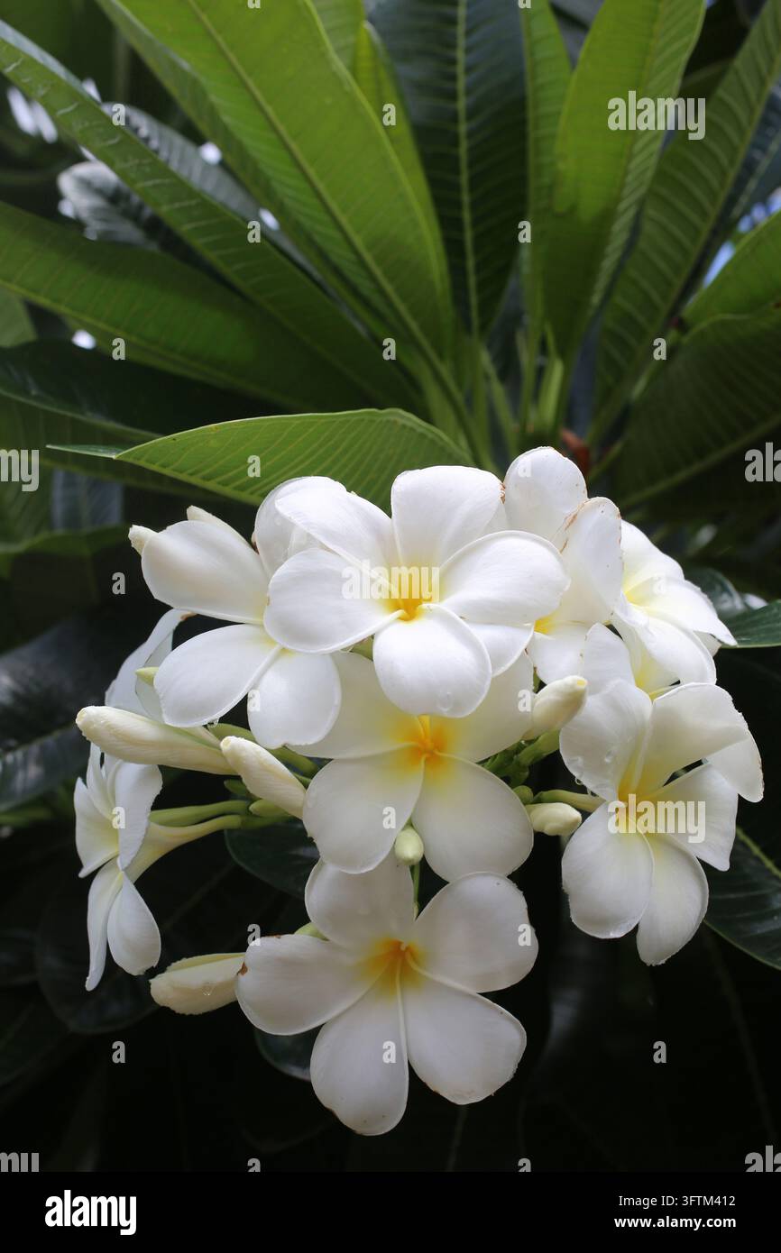 Withe Flowe Beautiful white frangipani flowers with yellow centers bloom beneath ...