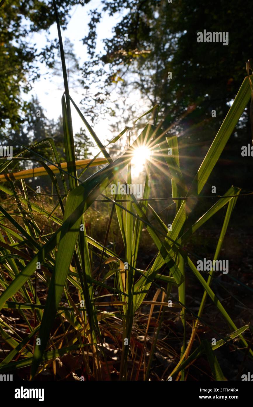 Bad Schandau, Germany. 16th Oct, 2026. The morning sun glistens through ...