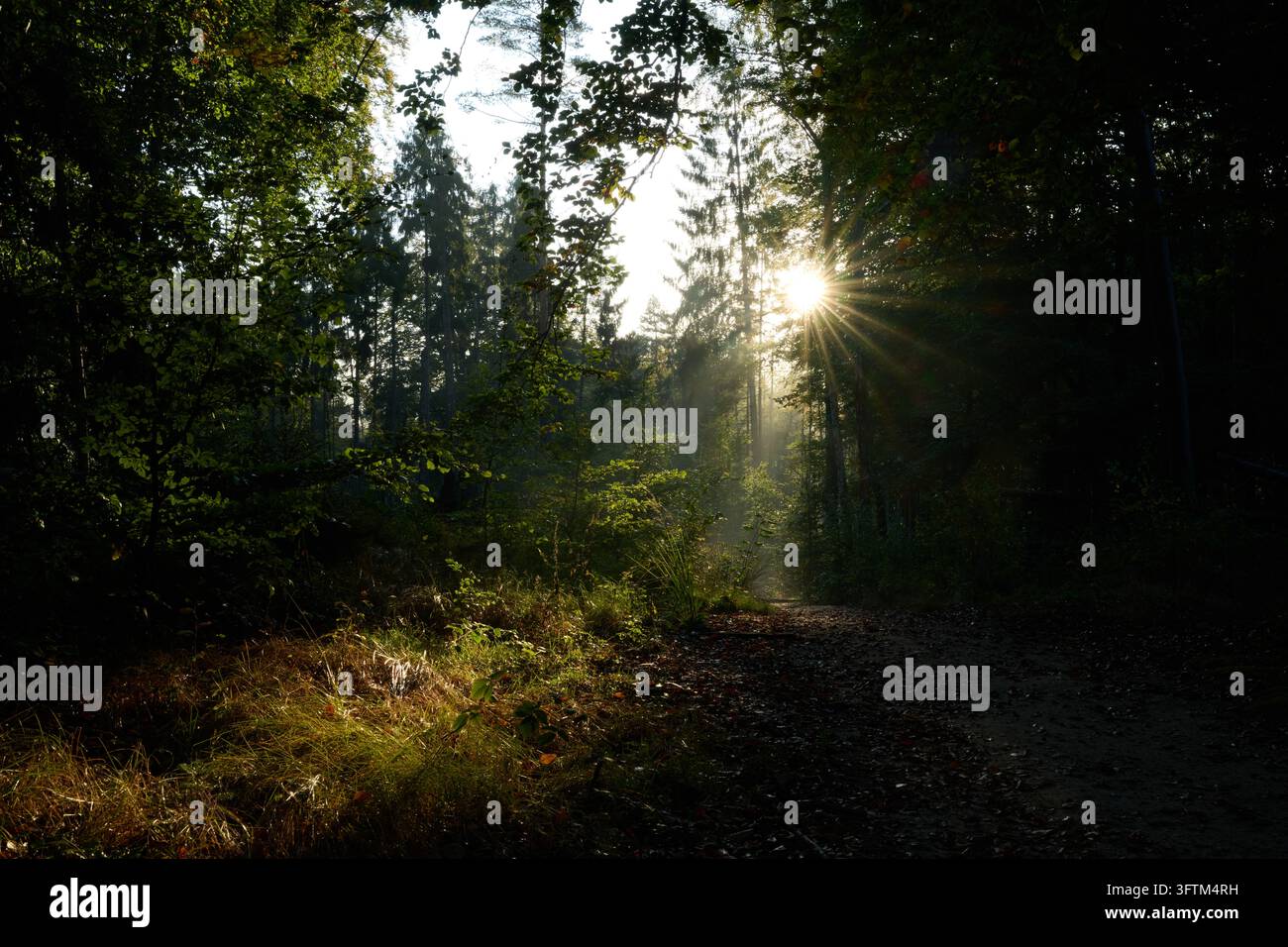 Bad Schandau, Germany. 16th Oct, 2026. The morning sun glistens through ...