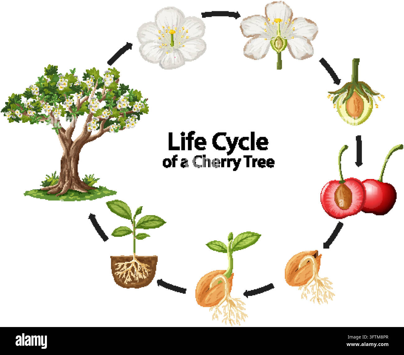 Omplete Educational vector diagram illustrating the complete biological life ...