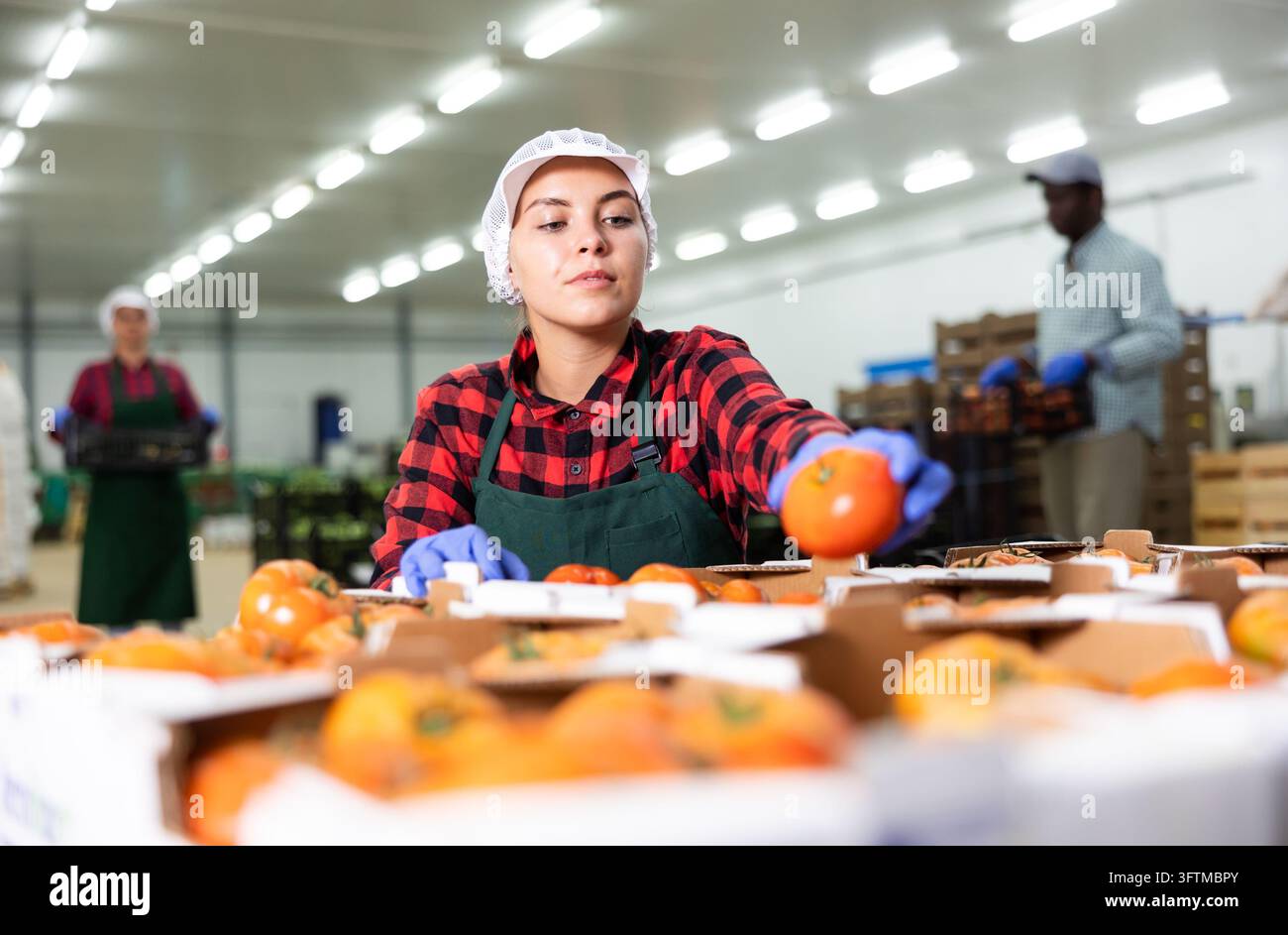 Woman worker checks and sorts ripe tomatoes in a warehouse Stock Photo ...