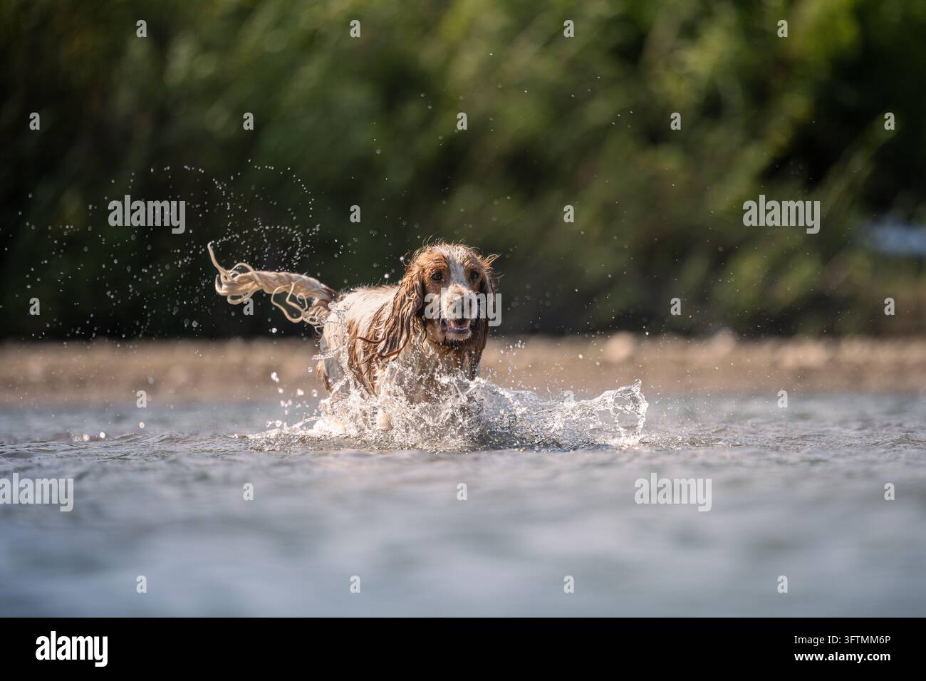 Cocker Spaniel Dog Playing and Splashing in River Stock Photo