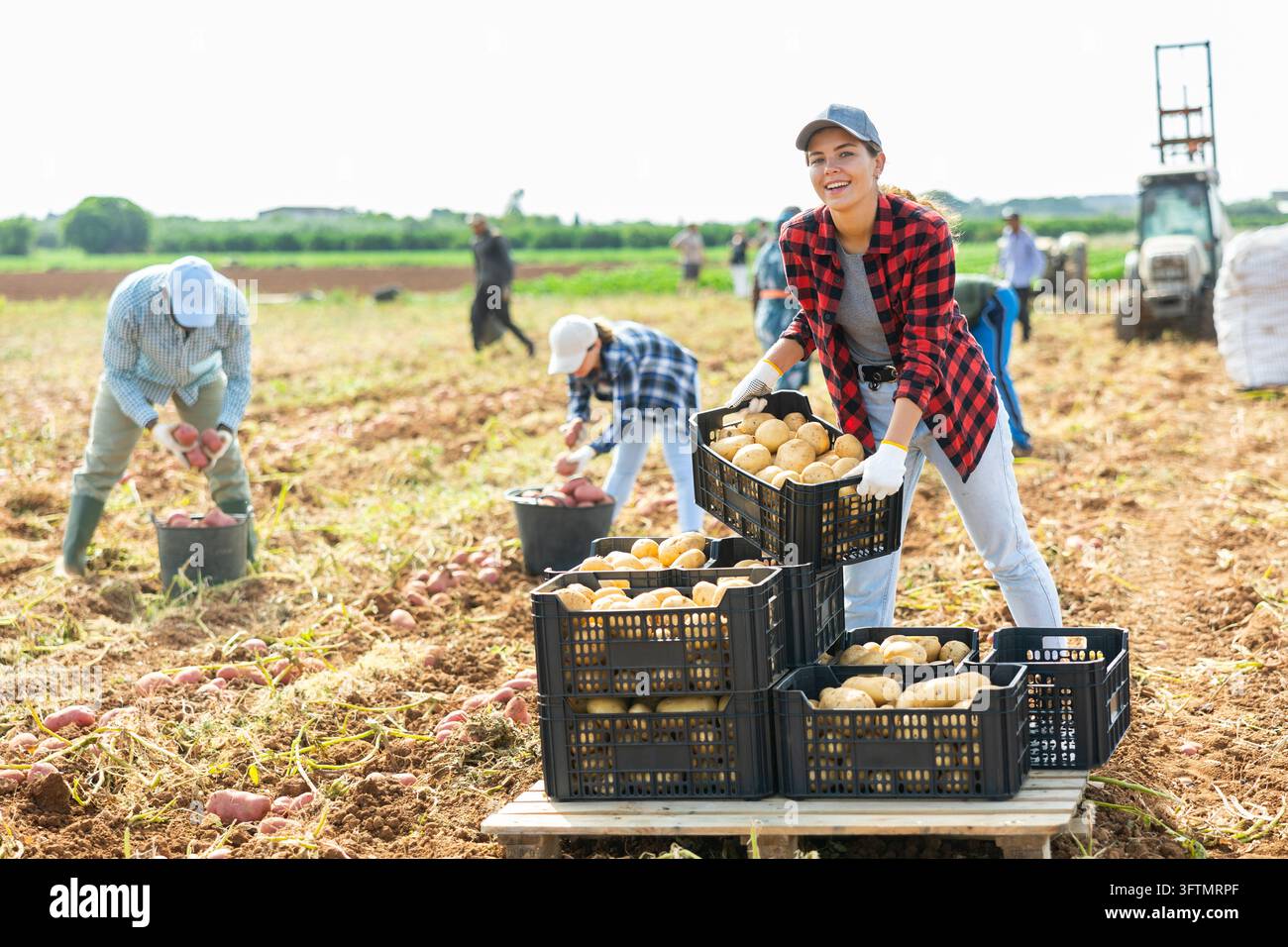 Farmer woman stacking boxes of potatoes in a farmer field Stock Photo ...
