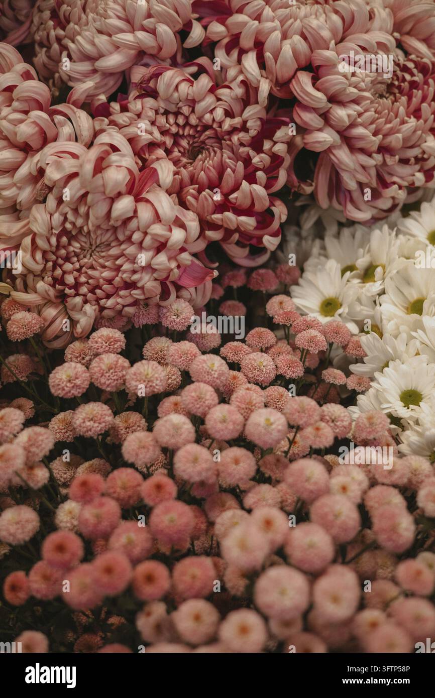 Using A Pink Flower Soft pink pompom dahlias bloom in a lush flower bed, with layered ...