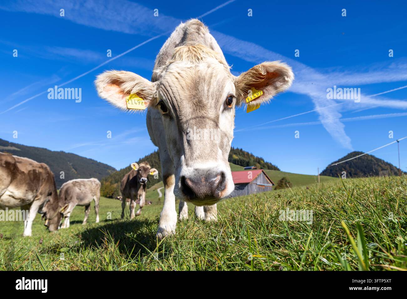 Rinder auf der Weide Jungrinder stehen bei Unterjoch im Allgäu auf ...