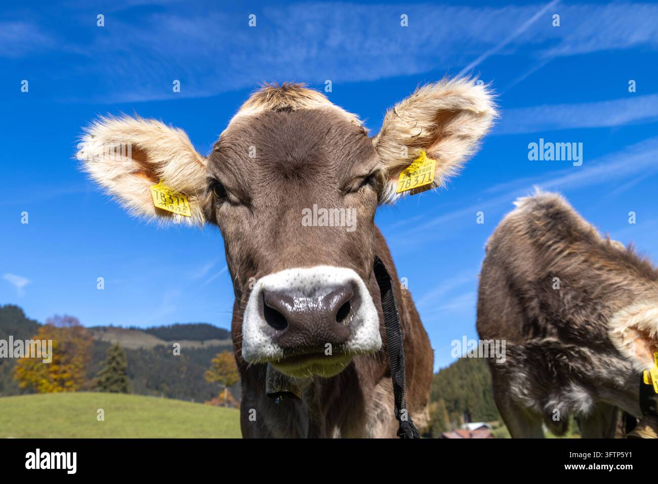 Rinder auf der Weide Jungrinder stehen bei Unterjoch im Allgäu auf ...