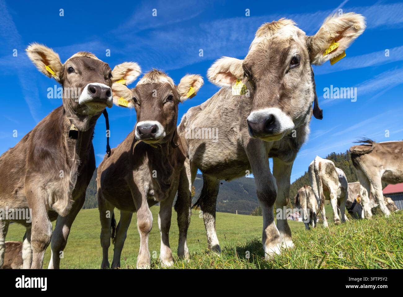 Rinder auf der Weide Jungrinder stehen bei Unterjoch im Allgäu auf ...