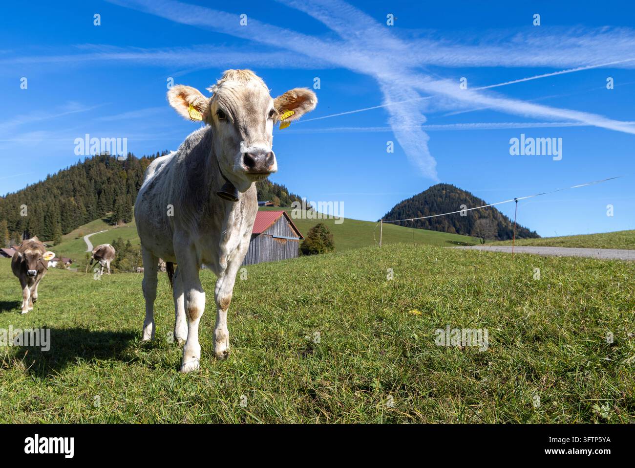 Rinder auf der Weide Jungrinder stehen bei Unterjoch im Allgäu auf ...