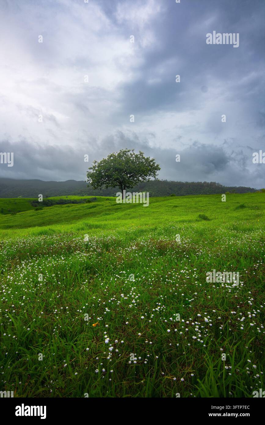Withe Flowe Aerial view of a solitary tree standing in a lush green meadow filled ...