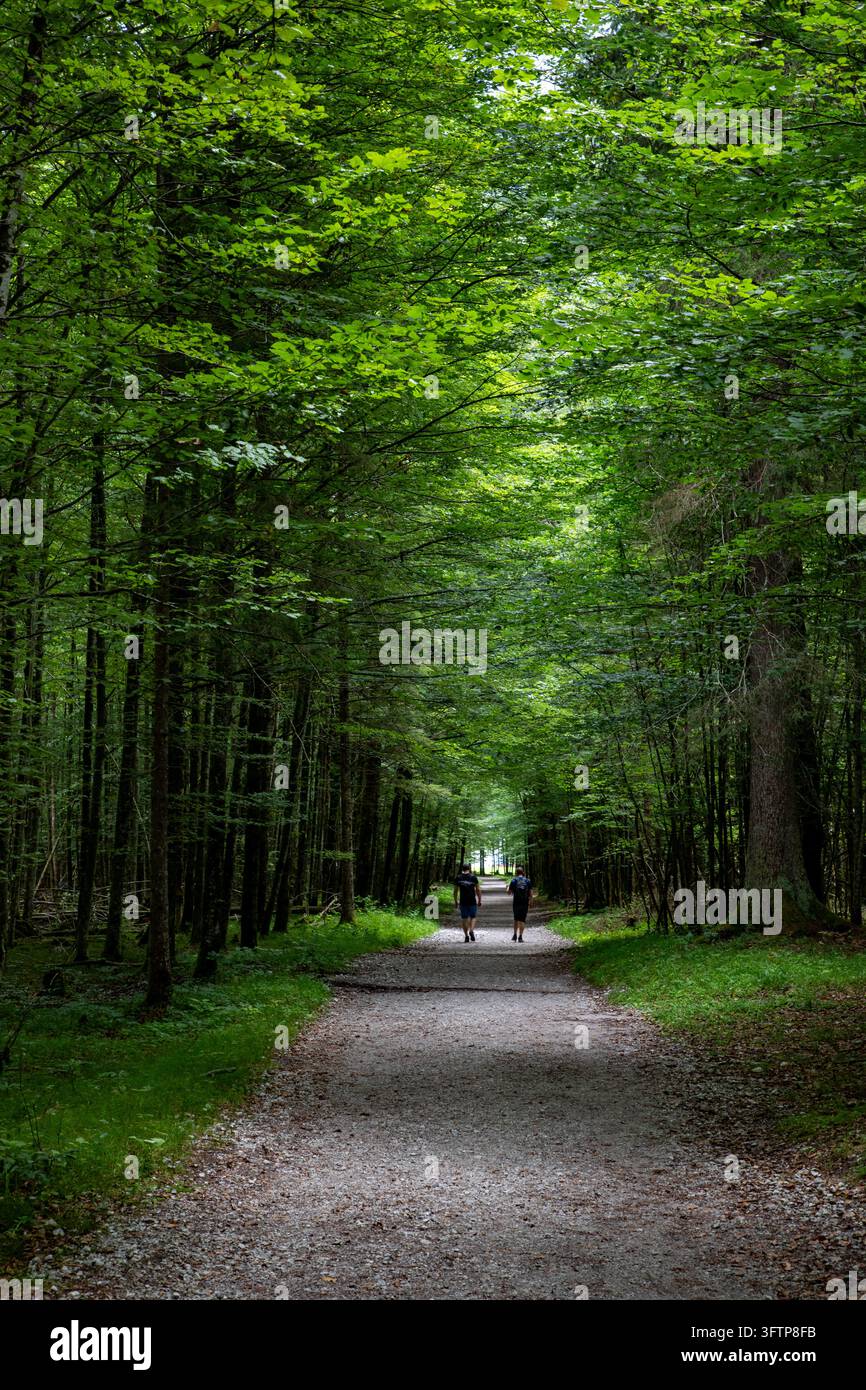 View of a gravel path winding through a dense forest with two people ...