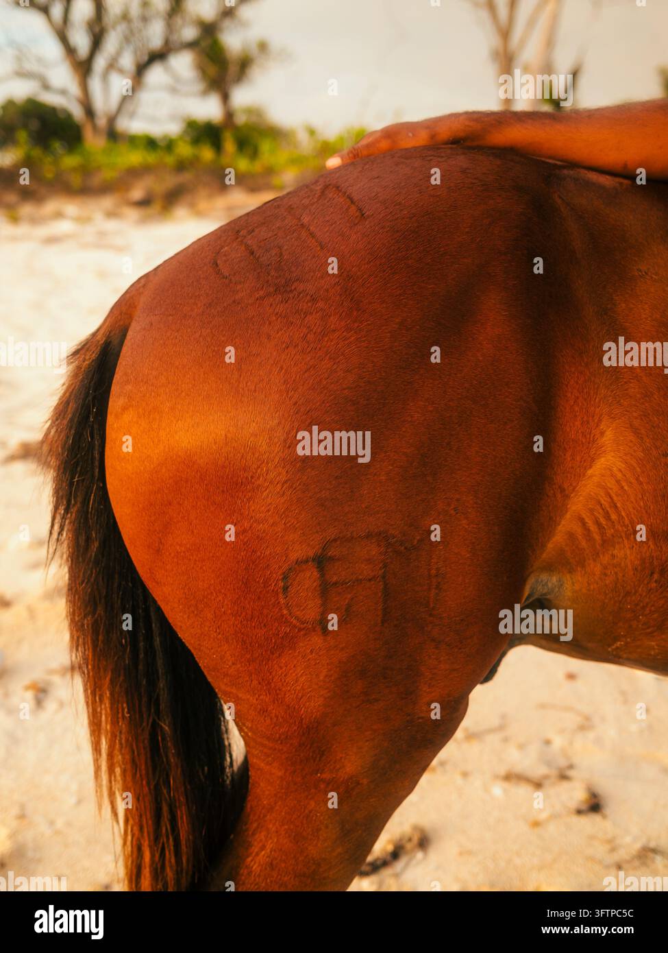 View of a brown horse with a visible brand mark on its flank and a ...