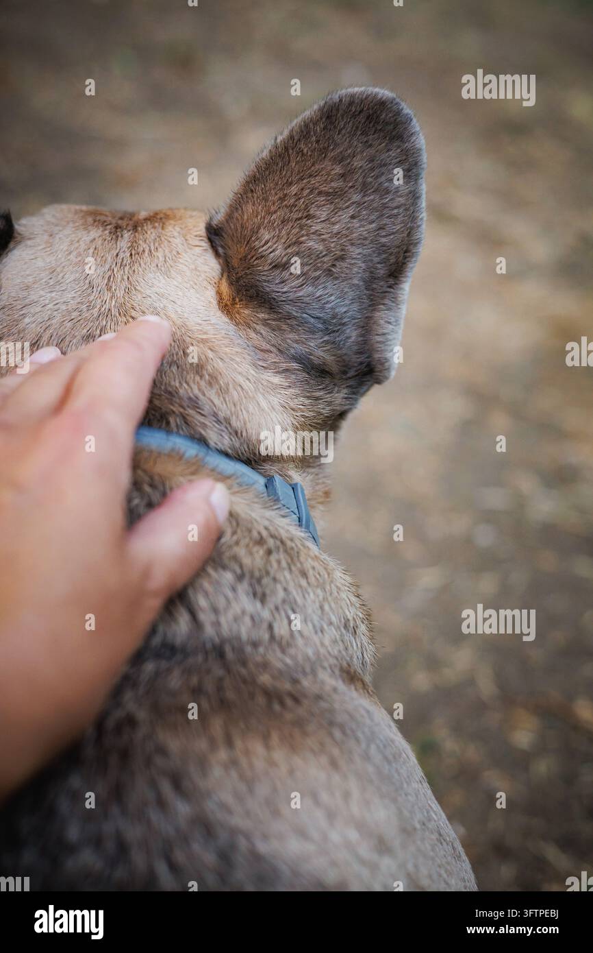 Close view of a human hand gently petting a French Bulldog outdoors ...