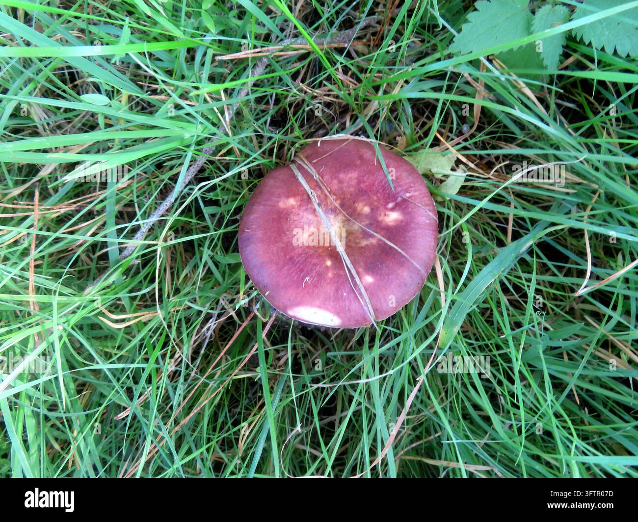 Pilz duftet nach Heringslake - eingelegt Heringstaeubling *** This ...