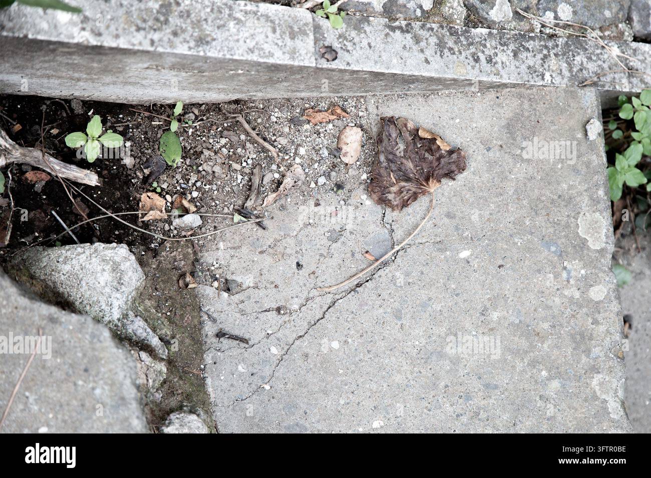 Cracked concrete step with soil, scattered pebbles, dry leaf, and small weeds growing through gaps on weathered stone surface, showing decay, rough Stock Photo