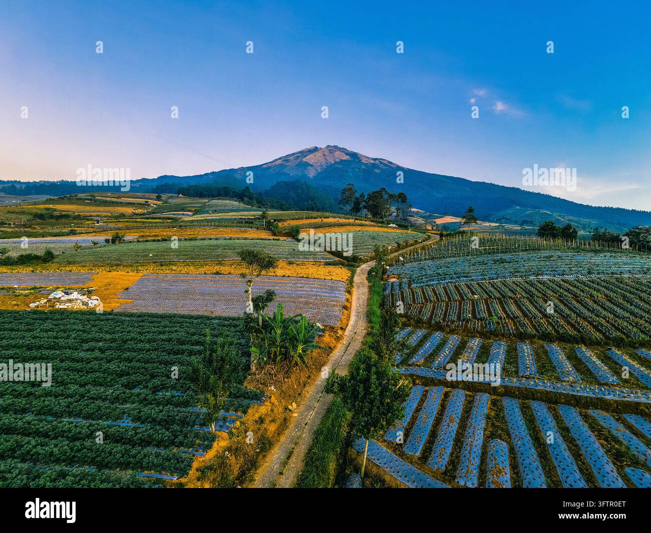 Aerial view of Linggarjati 2 agricultural terraces with green and ...