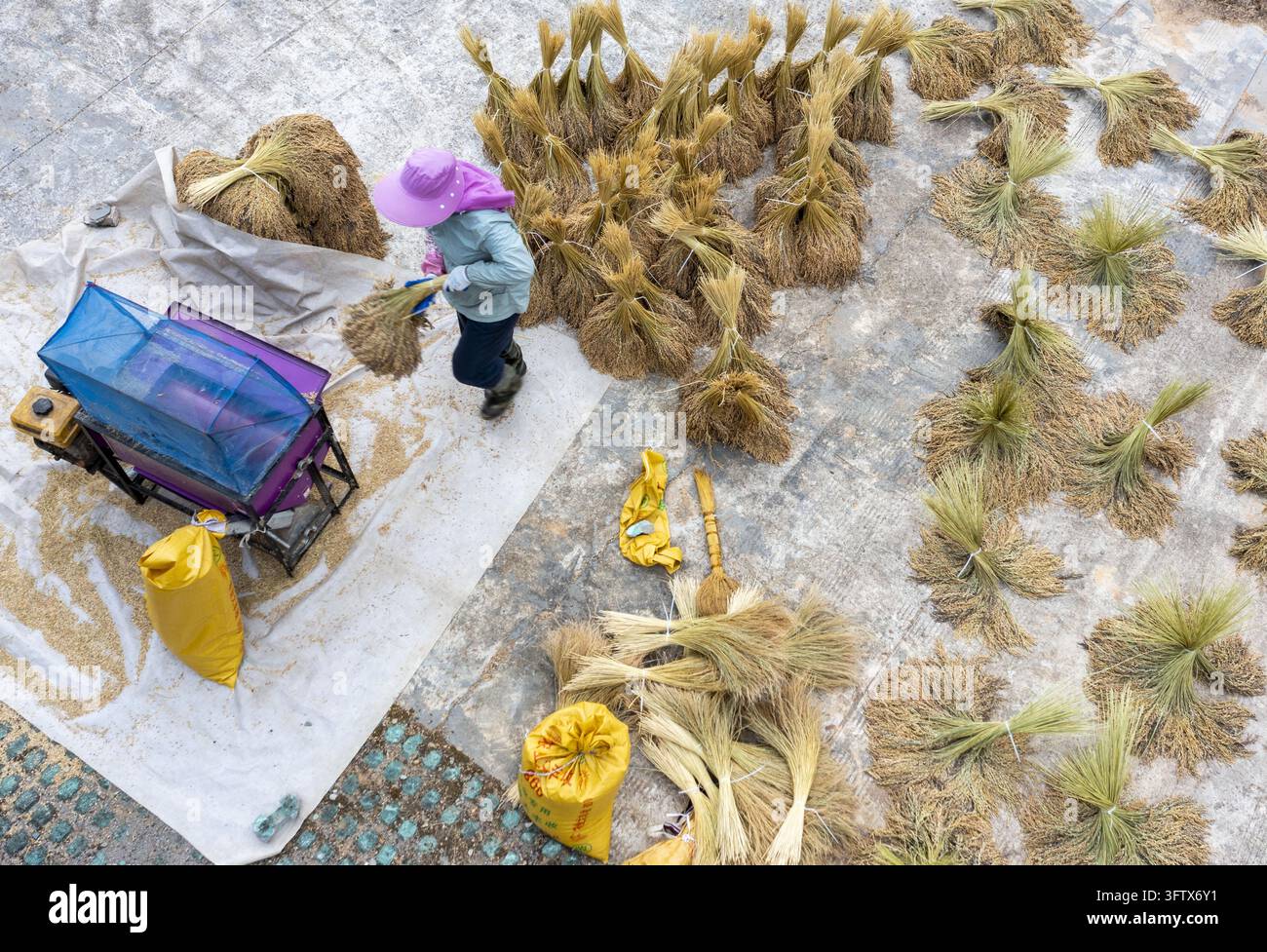 Threshing Of Rice Villagers thresh sun-dried glutinous rice in Gangbian Village, Gangbian ...