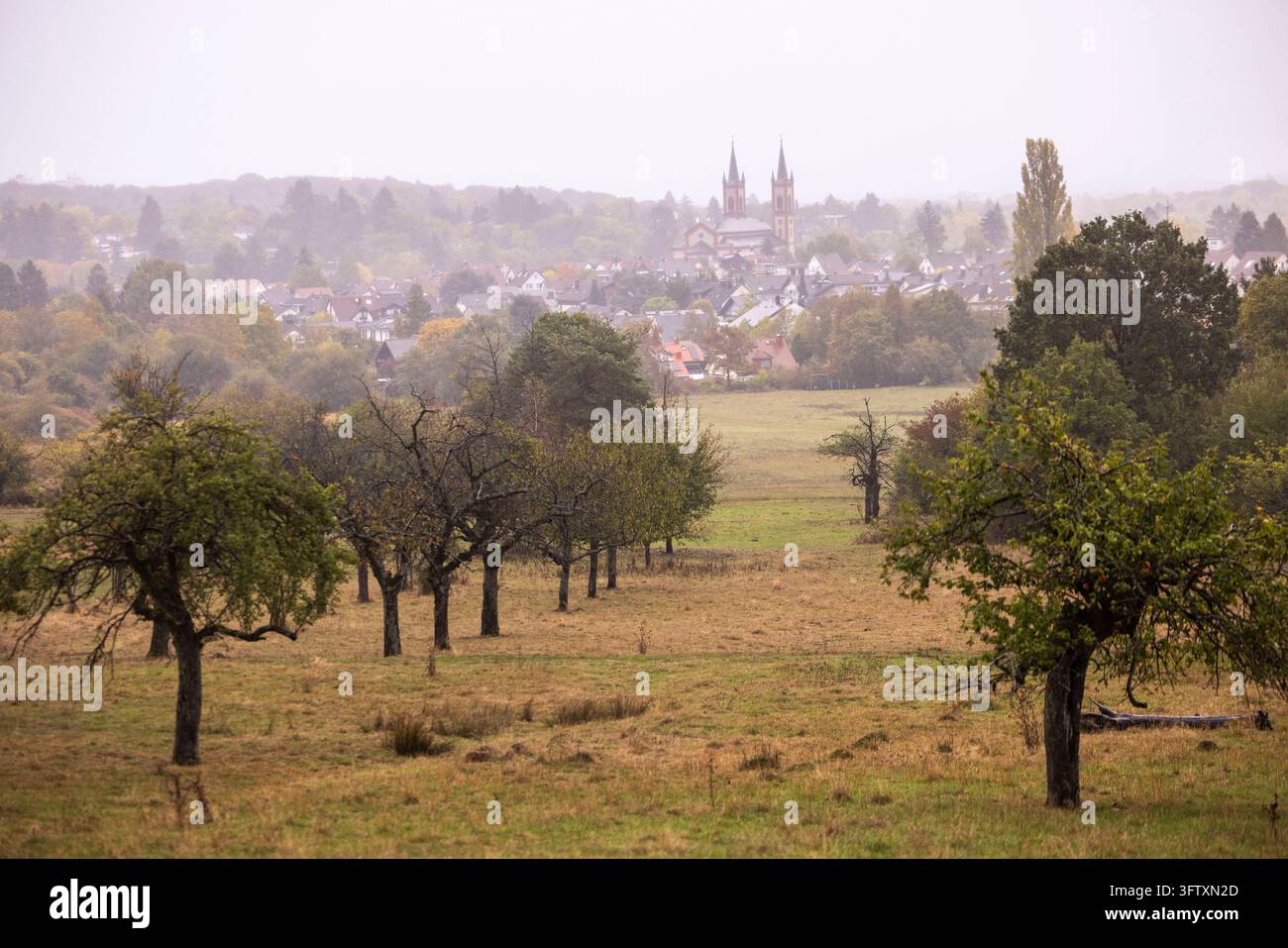 17 October 2026, Hesse, Bad Homburg: A view across the orchards toward ...