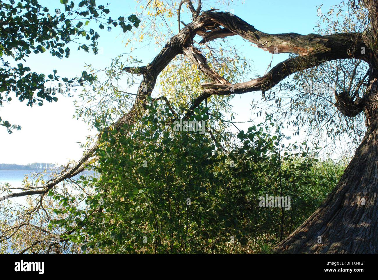 16.10.2011 Arendsee Deutschland/ Sachsen Anhalt/ Altmark/ Altmarkkreis ...