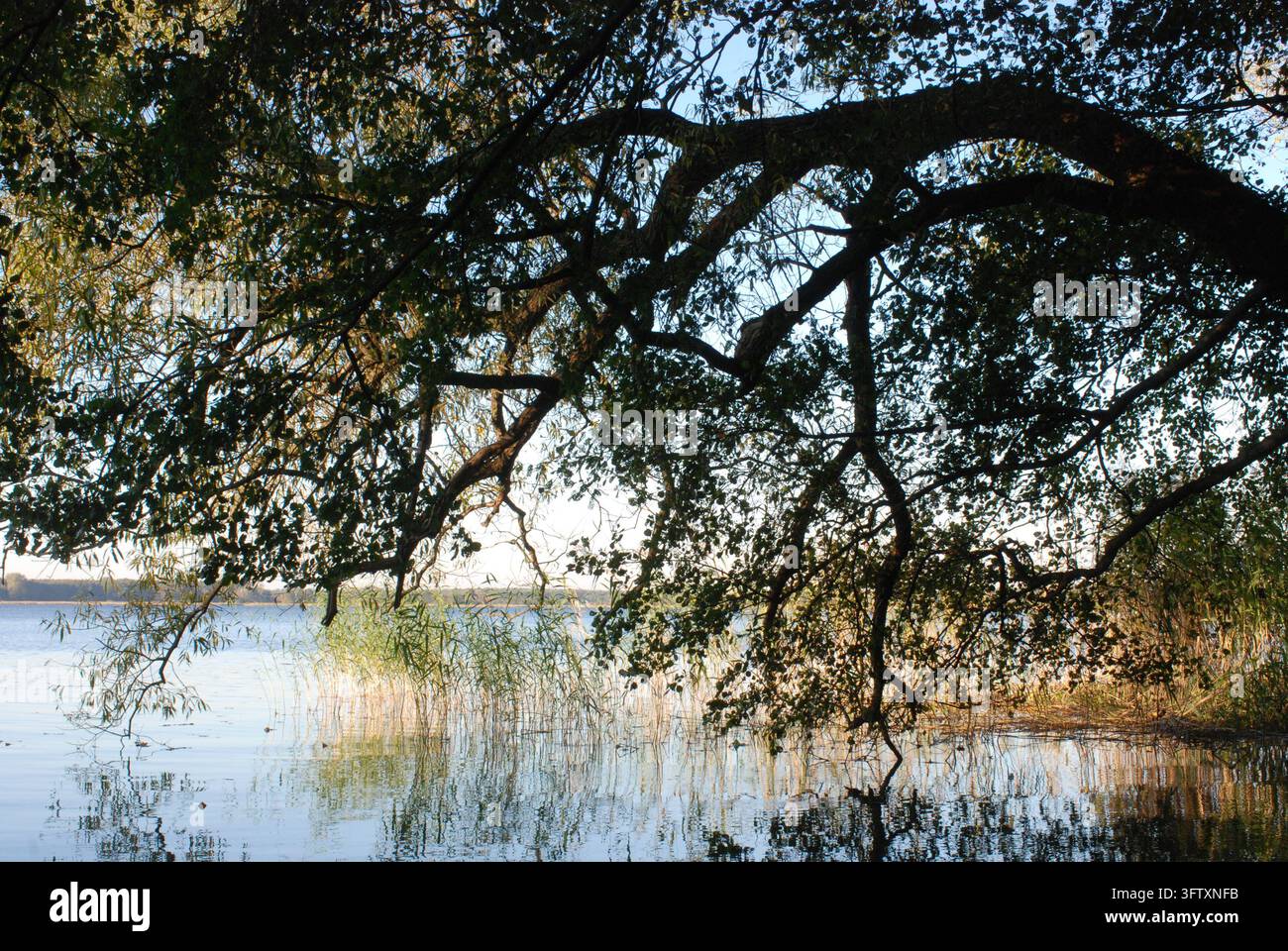 16.10.2011 Arendsee Deutschland/ Sachsen Anhalt/ Altmark/ Altmarkkreis ...