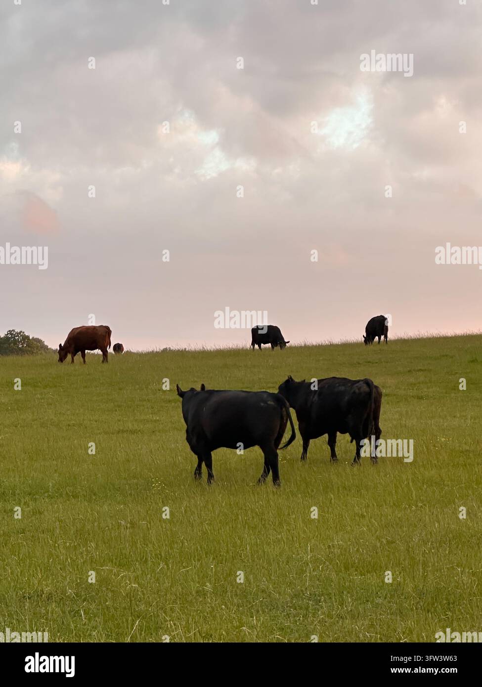 Herd of cows grazing on a green hillside pasture under a pastel evening sky. - Smartphone Captured Stock Image