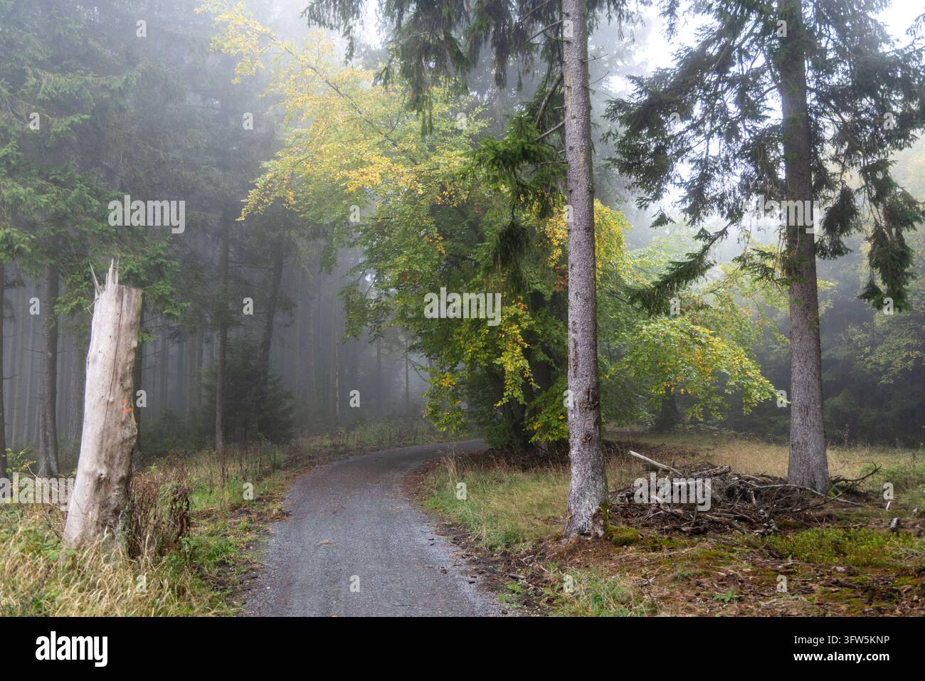 Trübes Herbstwetter Der Wald nahe des Klingenkopfs im Taunus liegt im ...