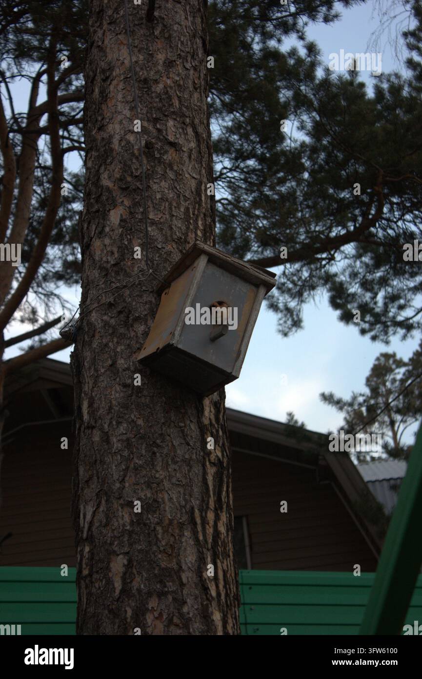 A detailed vertical shot of a funny wild squirrel peaking out of a nesting box hole on a pine tree trunk. Stock Photo