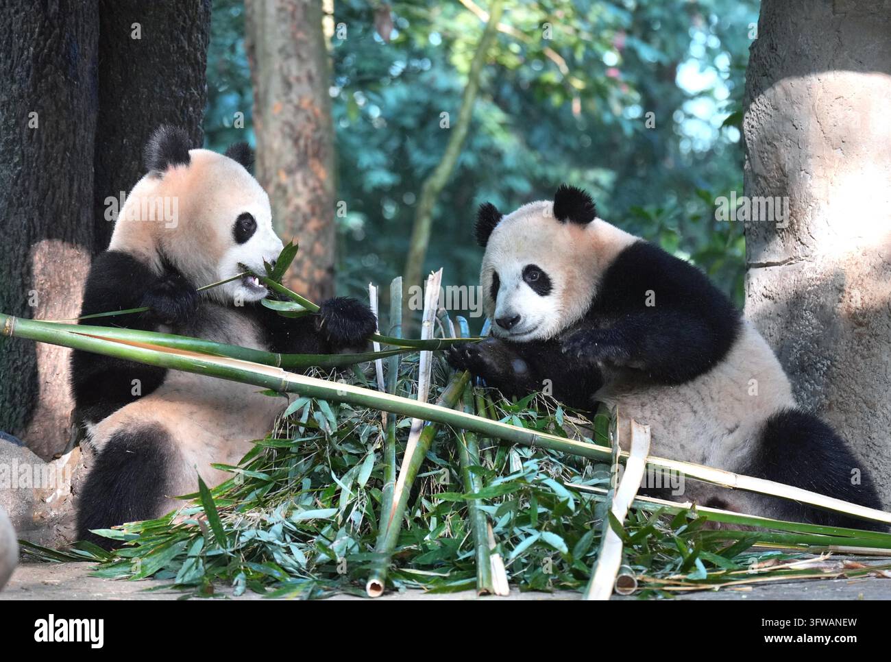 **CHINESE MAINLAND, HONG KONG, MACAU AND TAIWAN OUT**A giant panda ...