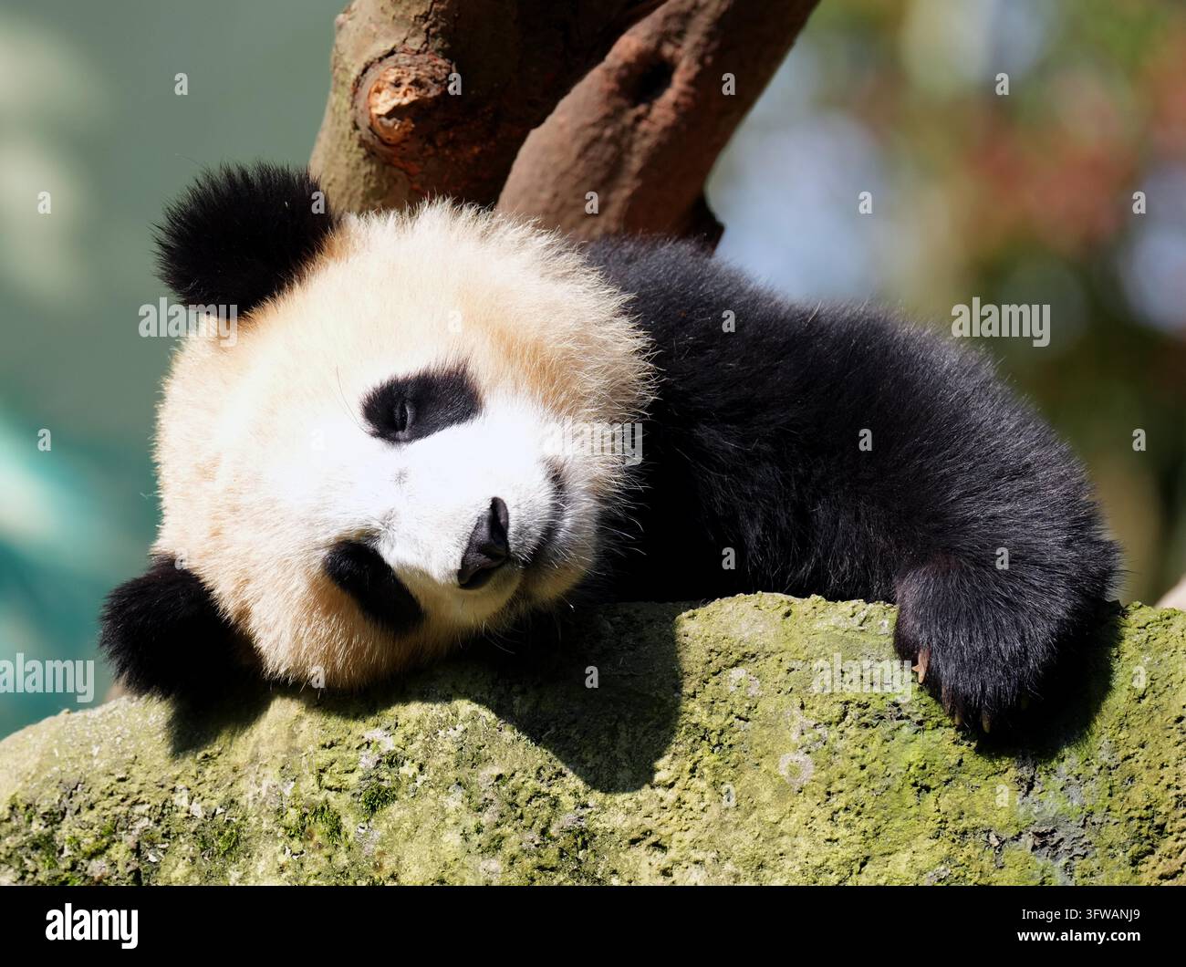 **CHINESE MAINLAND, HONG KONG, MACAU AND TAIWAN OUT**A giant panda ...