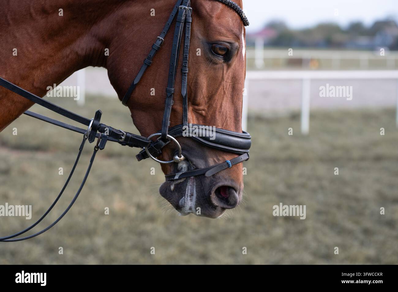 Close up portrait of a beautiful bay horse head in leather bridle ...
