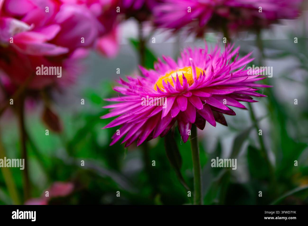 This high quality horizontal summer and autumn nature photography ...