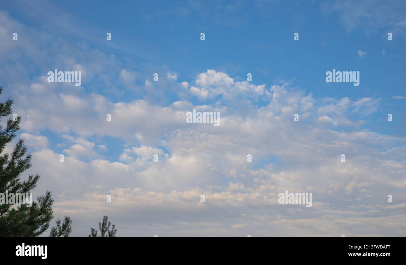 Cload Image White Clouds Across a Blue Sky with Pine Branches Along the Edge Stock ...