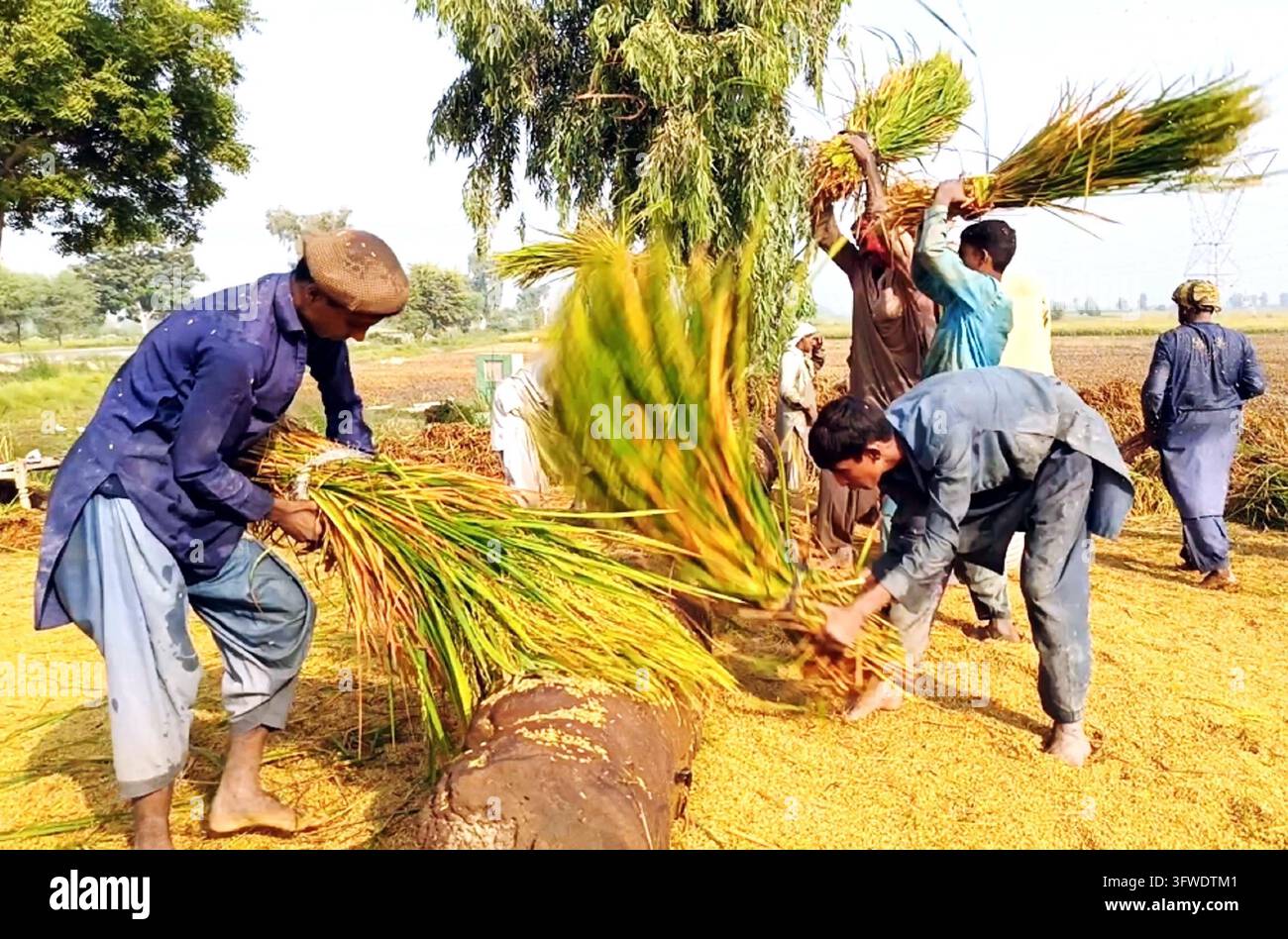 Threshing Of Rice LARKANA, PAKISTAN - 19-Oct-2026: Farmers in Larkana engaged in ...