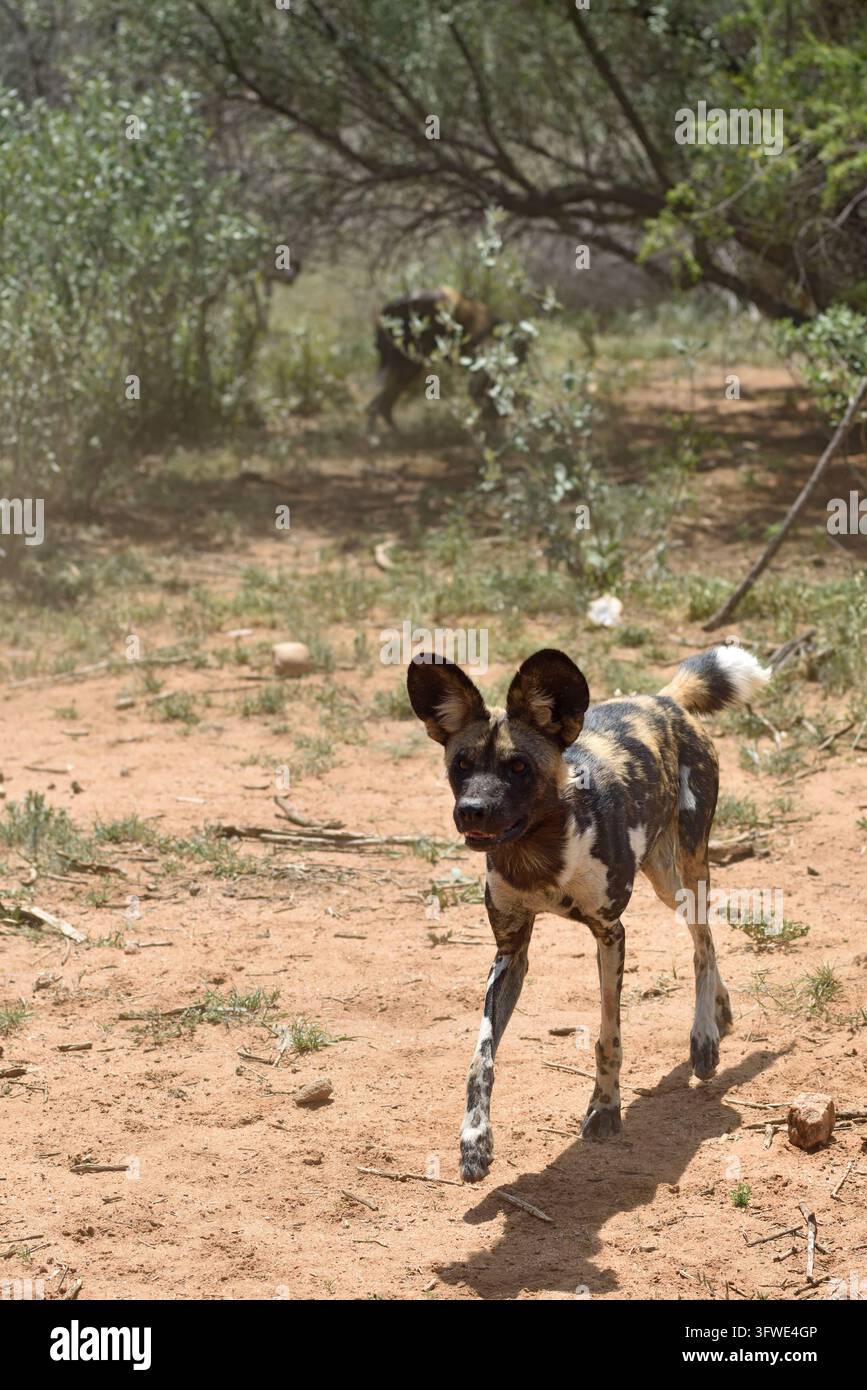 African Wild Dogs in the bushveld, Namibia. Africa Stock Photo - Alamy