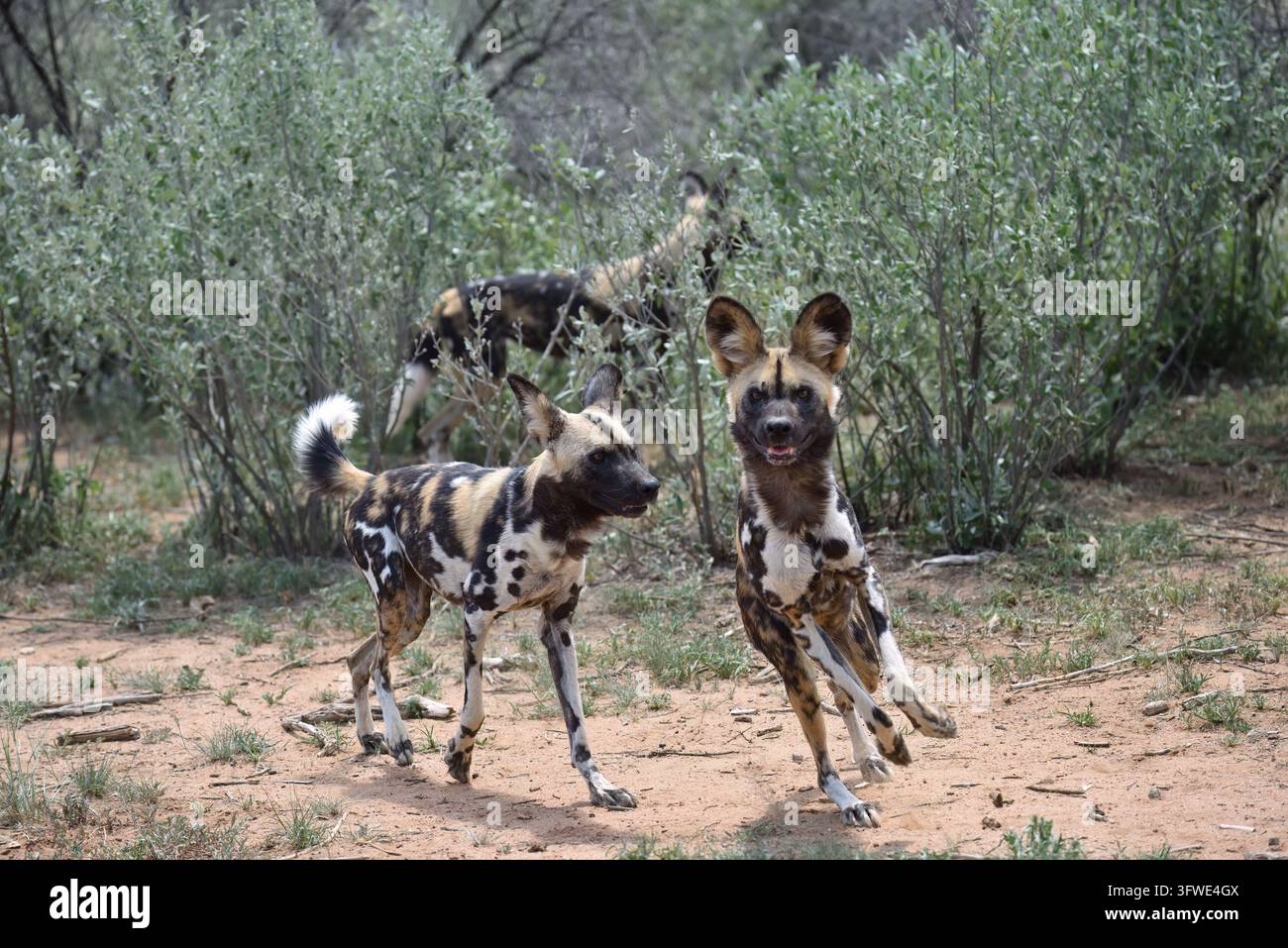 African Wild Dogs in the bushveld, Namibia. Africa Stock Photo - Alamy