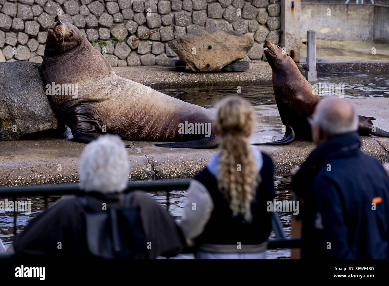 HARDERWIJK - Sea lions at the Dolfinarium. In the marine mammal park ...