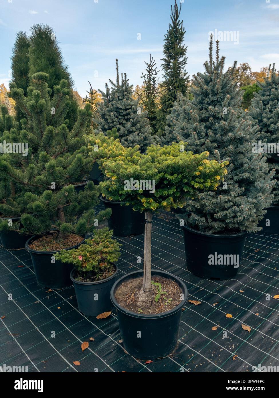 Potted coniferous trees and topiary plants in plant nursery outdoors - Smartphone Captured Stock Image