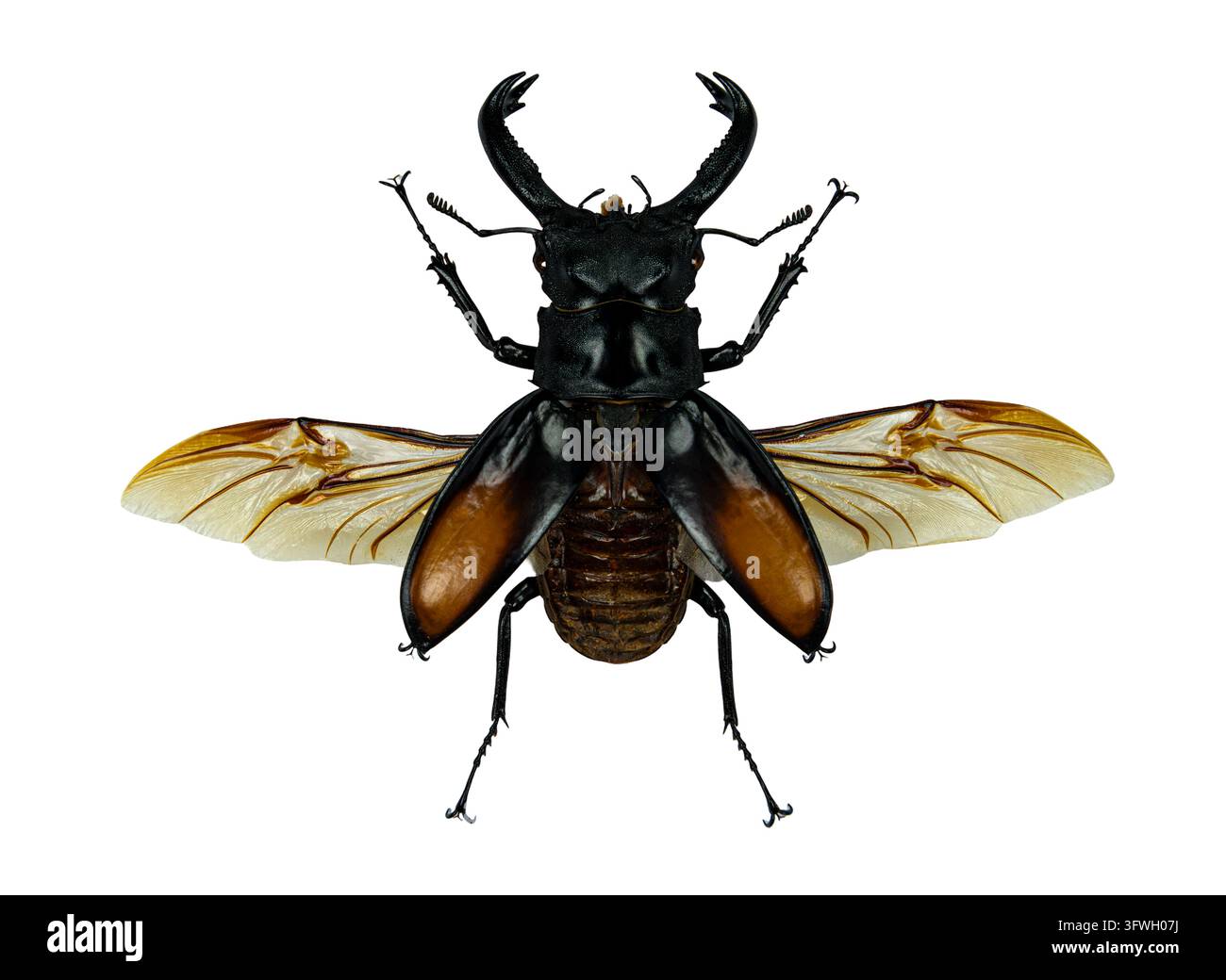 Hexarthrius parryi hi-res stock photography and images - Alamy