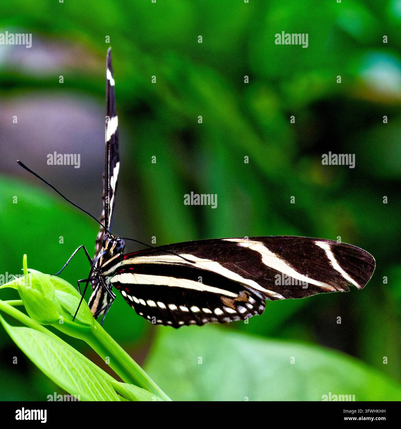 Zebra butterfly spreads black hi-res stock photography and images - Alamy