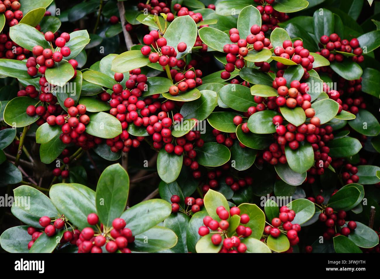 Red berries hang from branches at Tangdao Bay Wetland Park in Qingdao ...