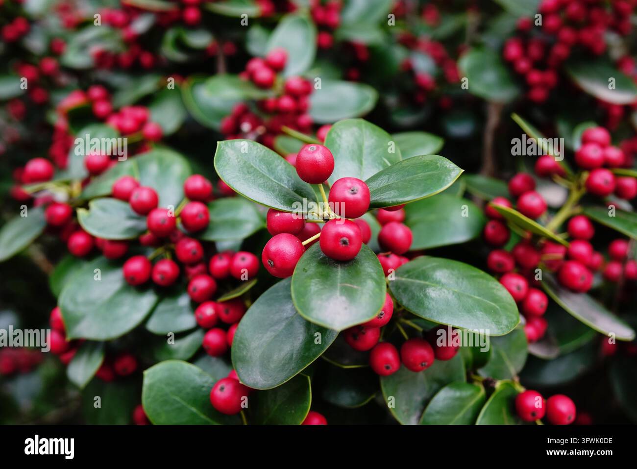 Red berries hang from branches at Tangdao Bay Wetland Park in Qingdao ...