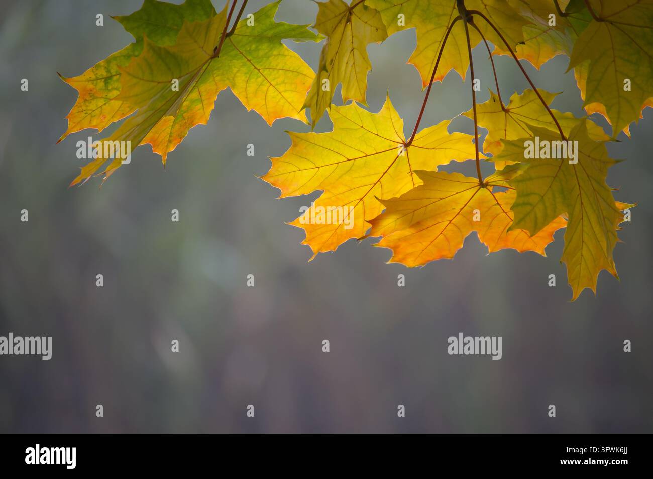 Golden autumn maple leaves glow in soft backlight against a blurred ...