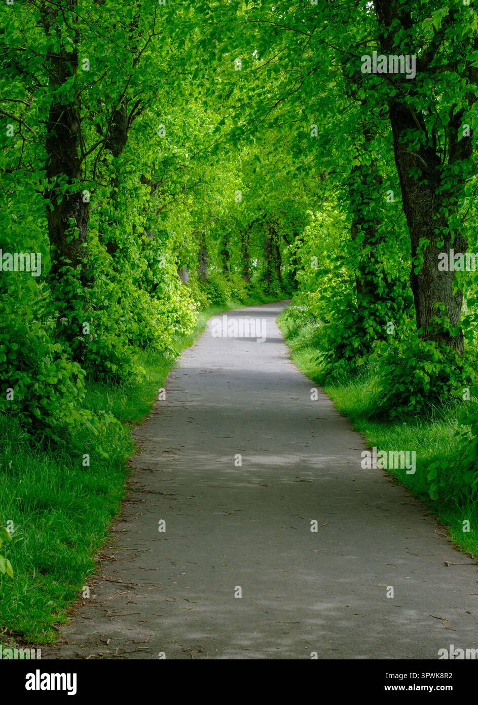 Winding Path Through Lush Green Foliage Tunnel In Summer Park Stock ...