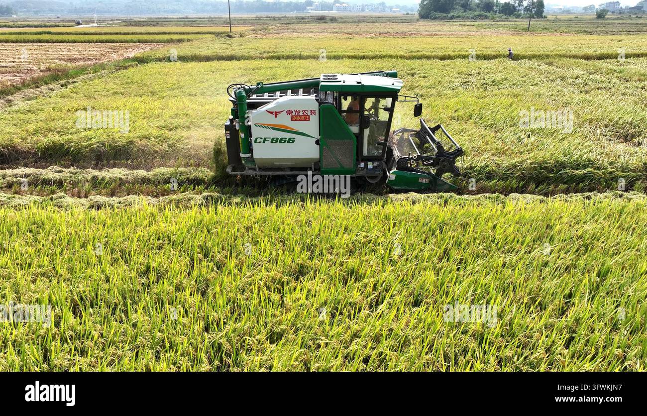 Threshing Of Rice Harvesters work through golden paddy fields in Meijiang Town, Suichuan ...