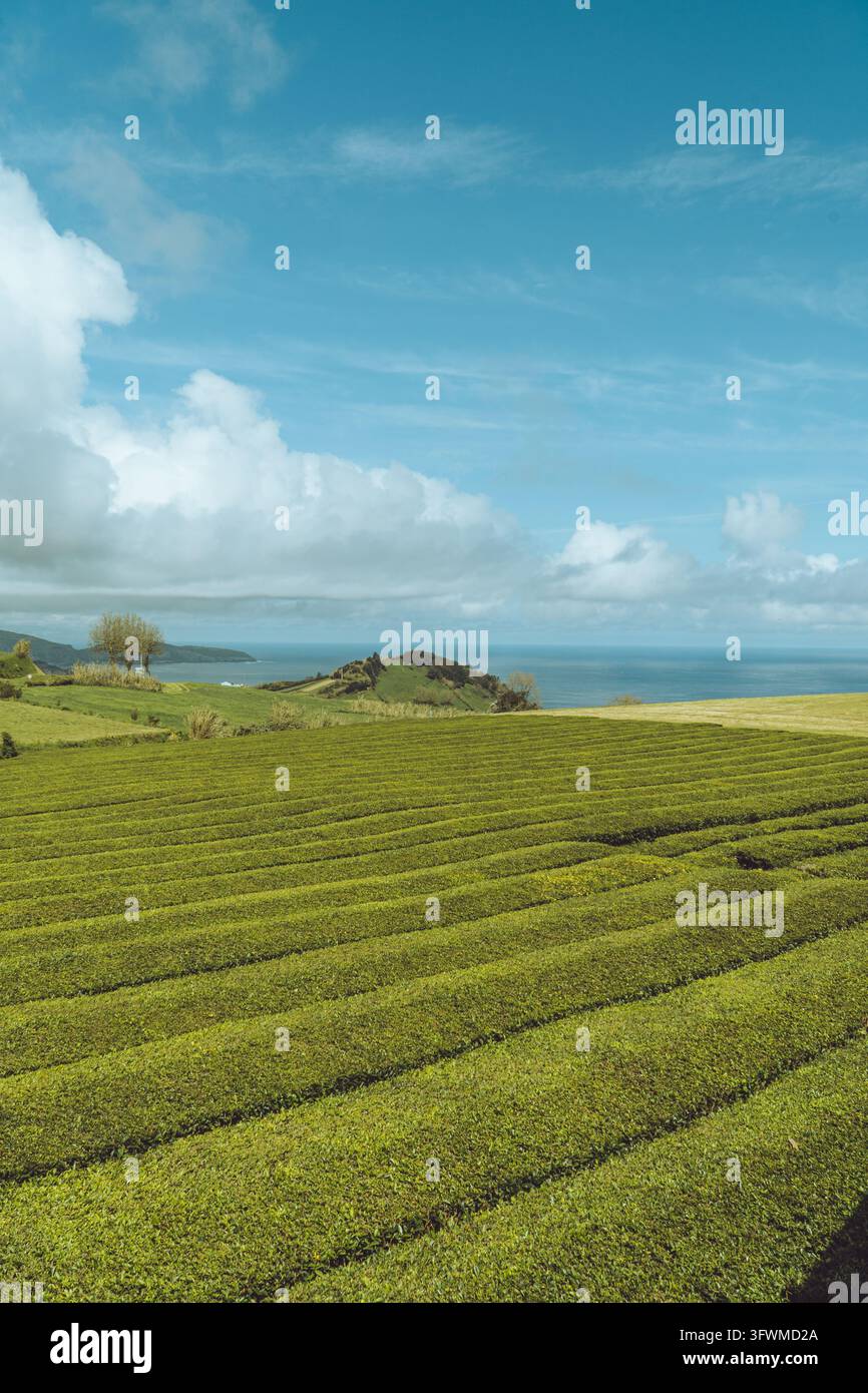 Vibrant green rows of tea plantations overlooking the Atlantic Ocean on ...