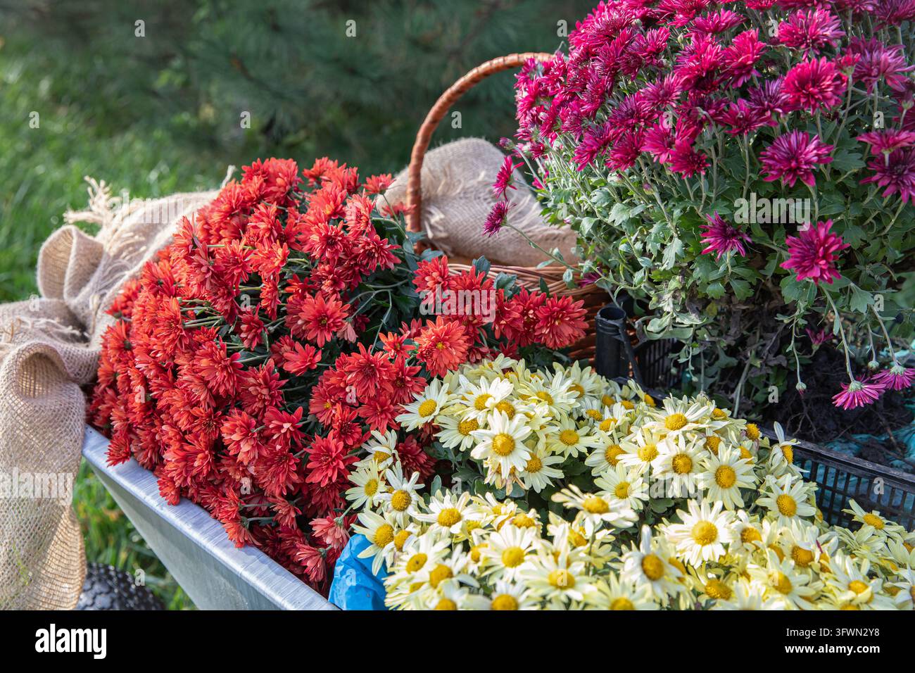 Chrysanthemums with Exposed Roots in a Wheelbarrow Ready for Planting ...