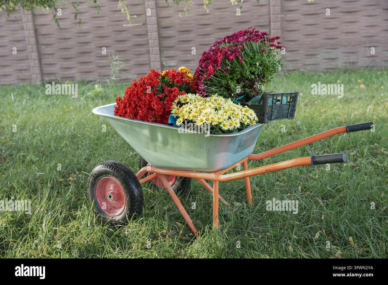 Chrysanthemums with Exposed Roots in a Wheelbarrow Ready for Planting ...