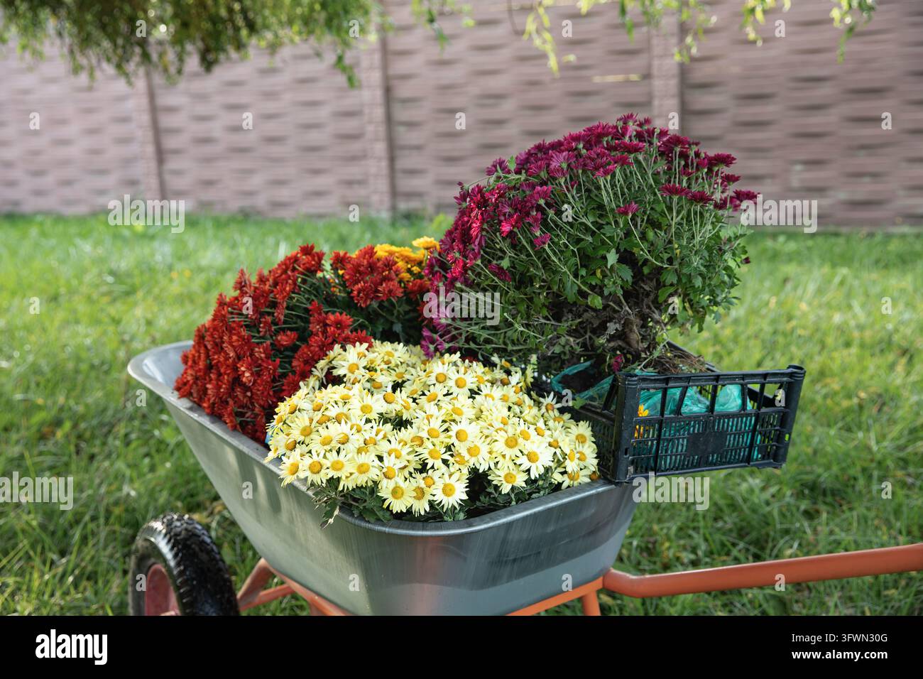 Chrysanthemums with Exposed Roots in a Wheelbarrow Ready for Planting ...