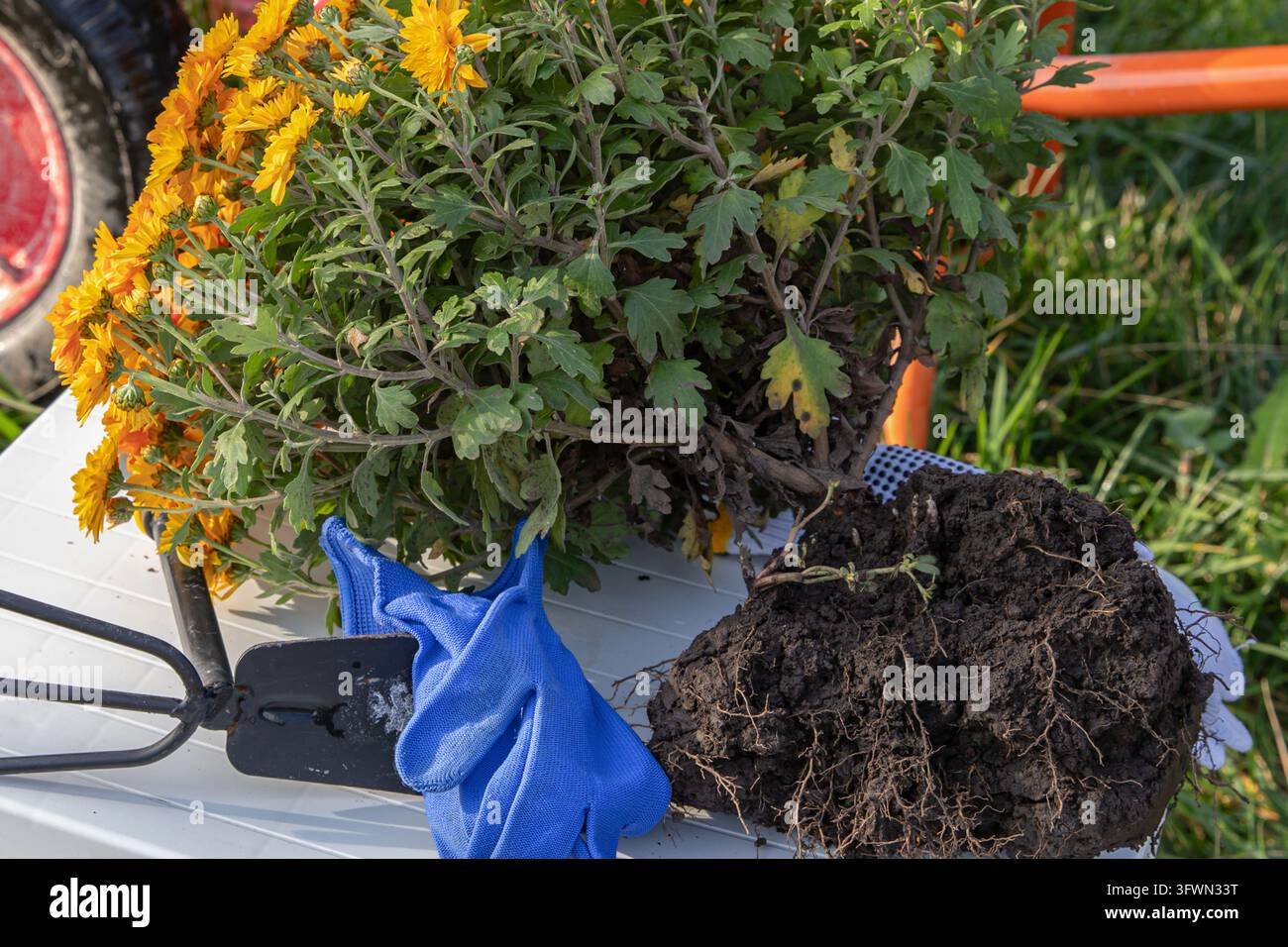 Yellow Chrysanthemum with Exposed Roots beside Blue Gloves and Hand ...